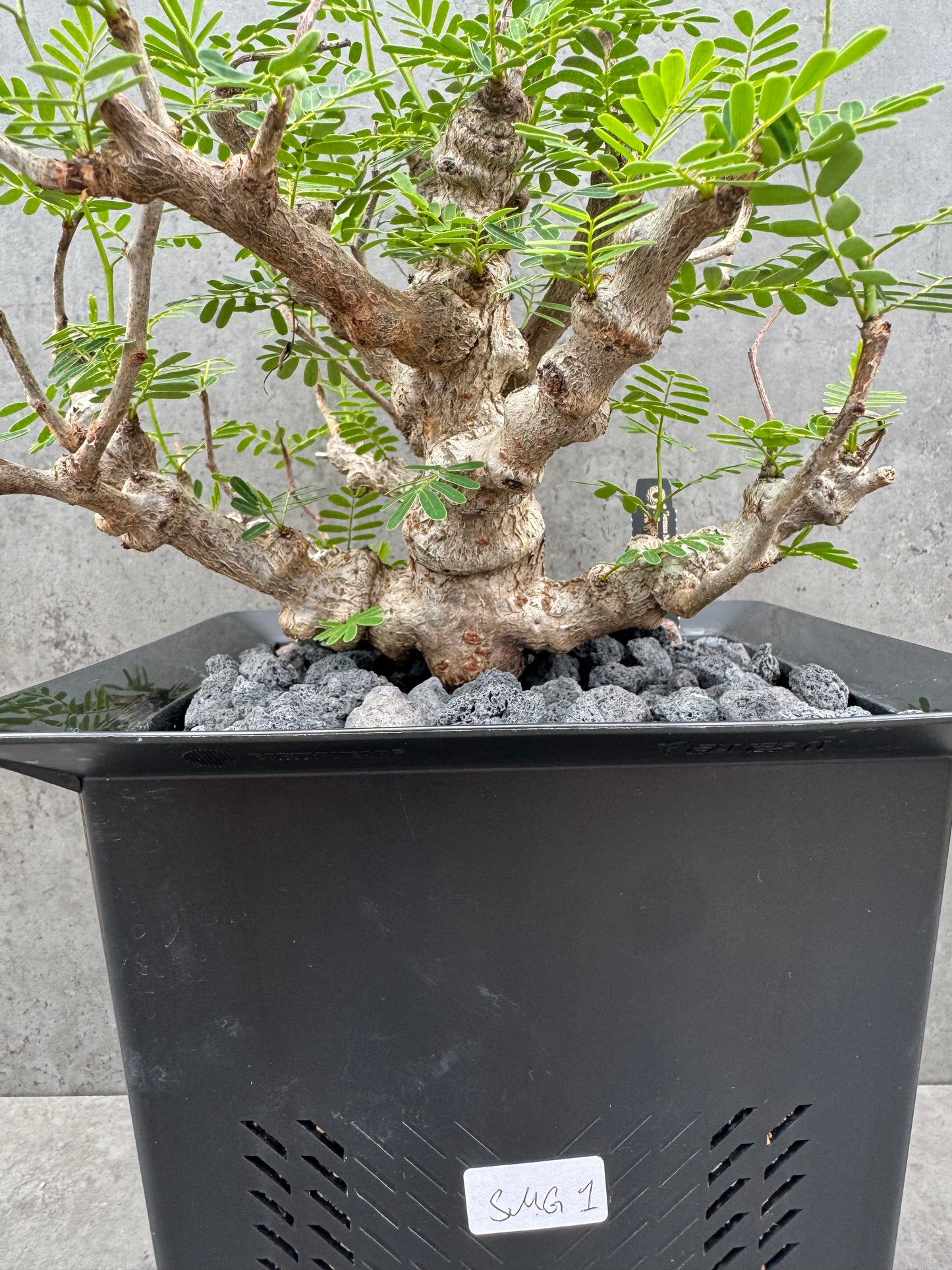 Senna meridionalis - ein exklusives Exemplar!