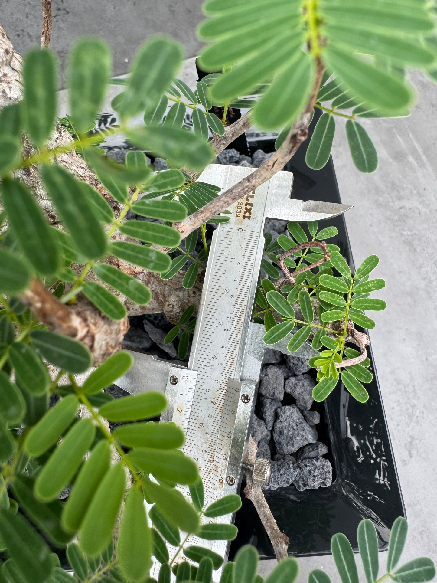 Senna meridionalis - ein exklusives Exemplar!