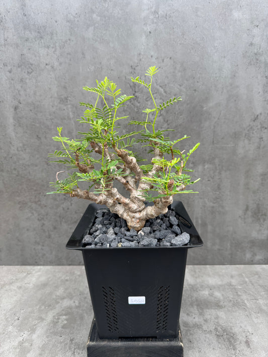 Senna meridionalis - ein exklusives Exemplar!