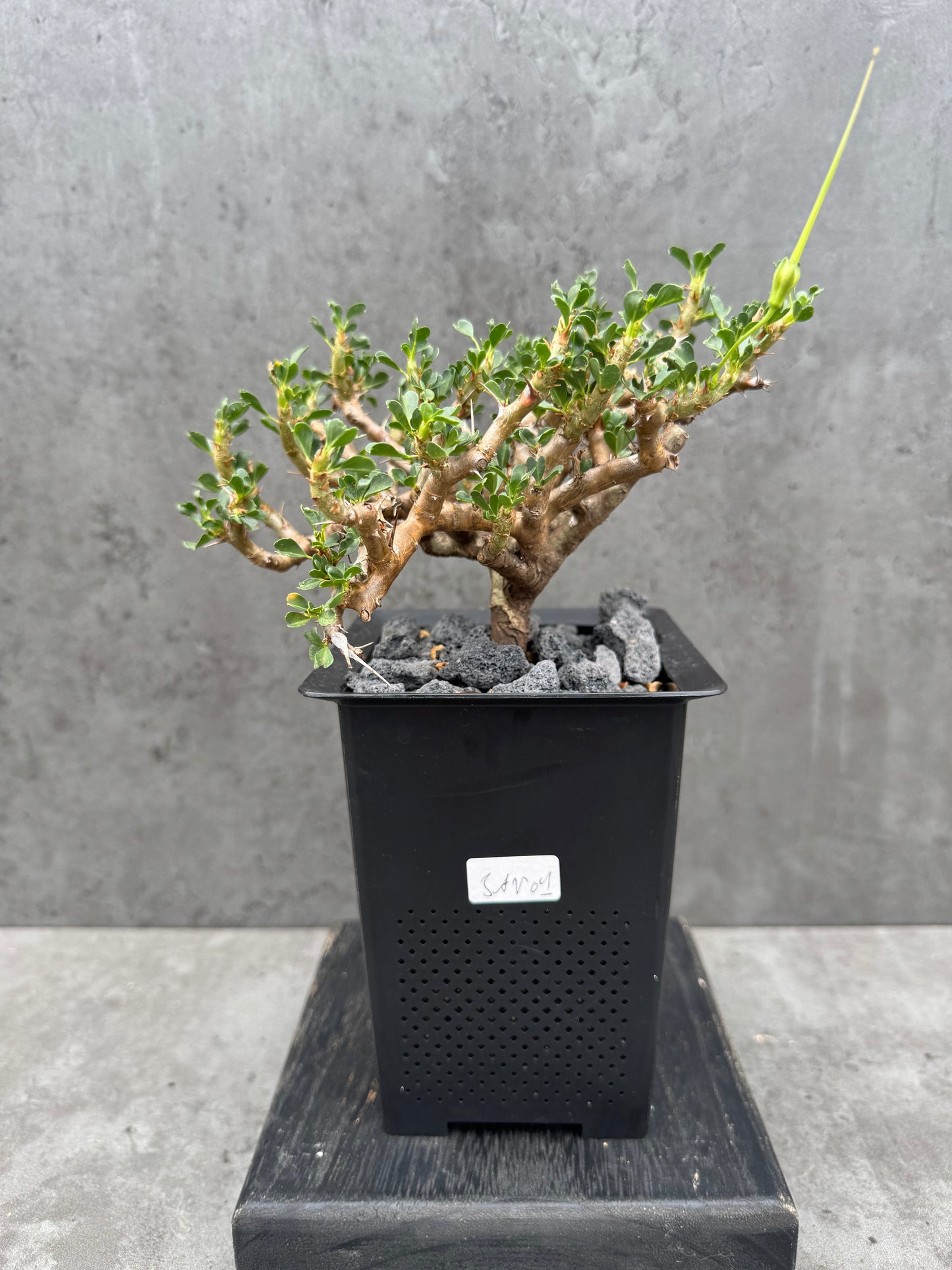 Sarcocaulon Vanderietiae