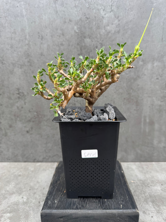 Sarcocaulon Vanderietiae